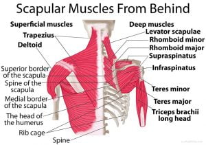 Scapula-shoulder-blade-muscles-behind