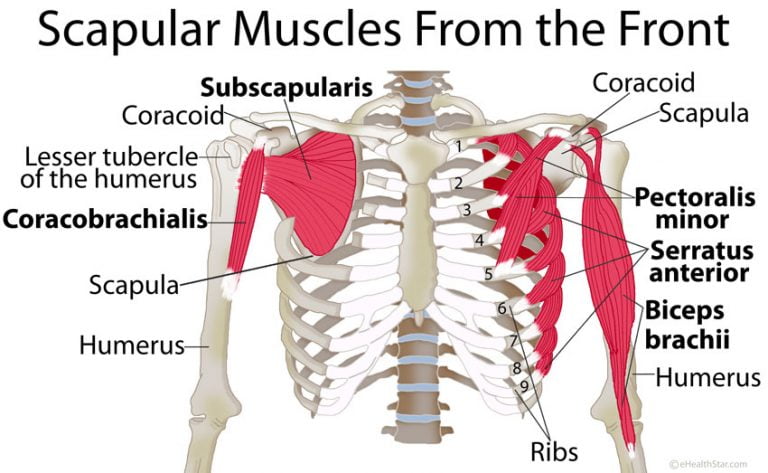 Shoulder Injury Potential Causes True Form Chiropractic